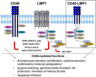 Epstein-Barr Functional Mimicry: Pathogenicity of Oncogenic Latent Membrane Protein-1 in Systemic Lupus Erythematosus and Autoimmunity